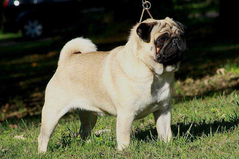800px-Mops-duke-mopszucht-vom-maegdebrunnen.jpeg