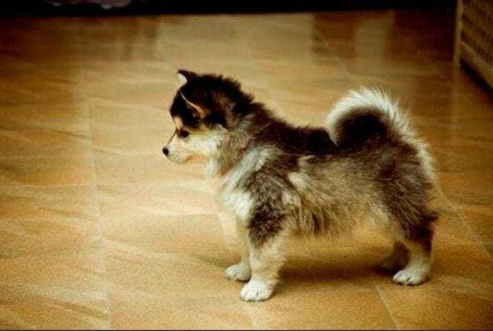 93fe7712-13.-redo-chusky-rare-dog-breeds-pinterest.jpeg