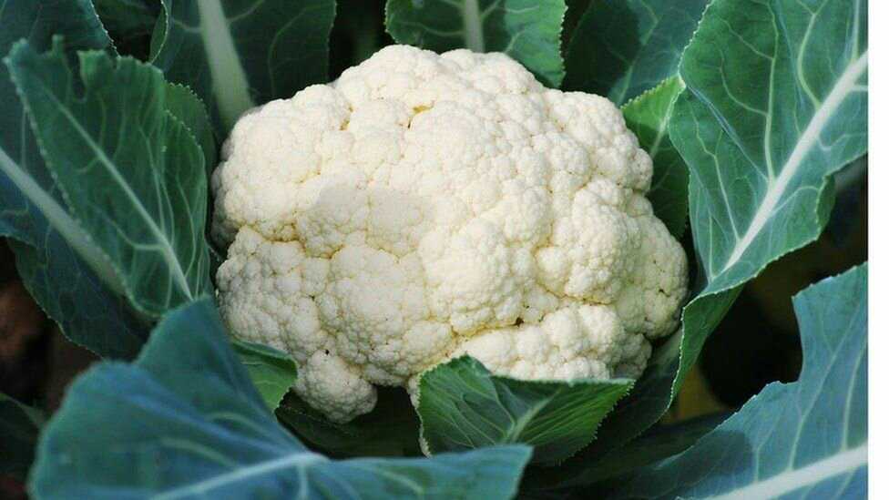_108296302_cauliflowergetty.jpg