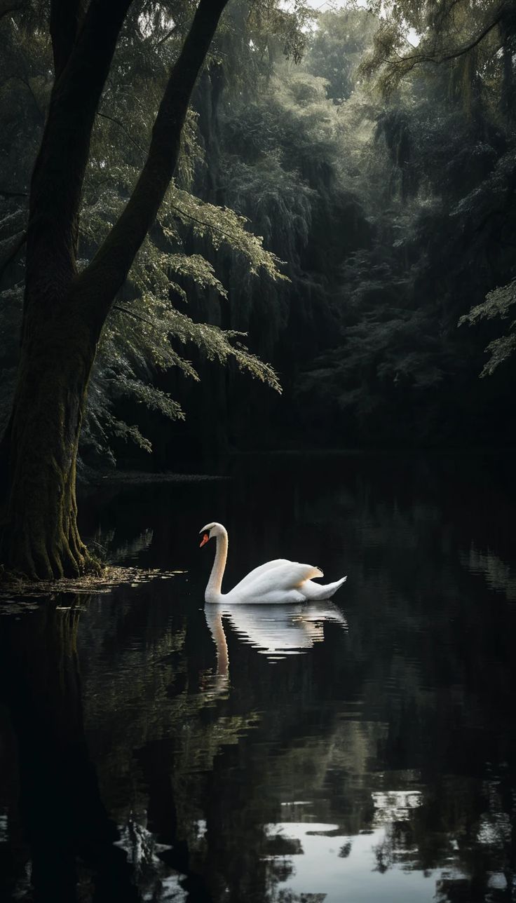 A single white swan floating on a dark, still lake.jpeg