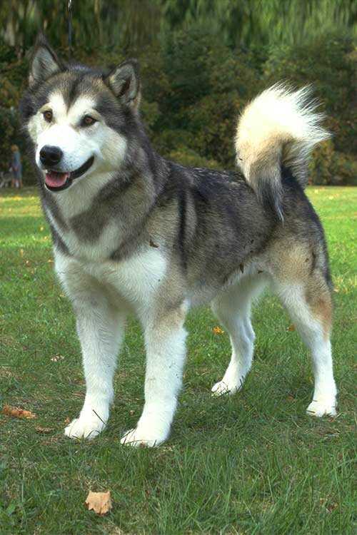 alaskan-malamute.jpg