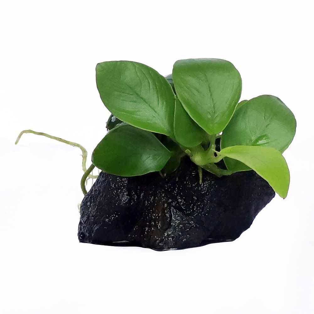 anubias_nana_gold_1.jpg