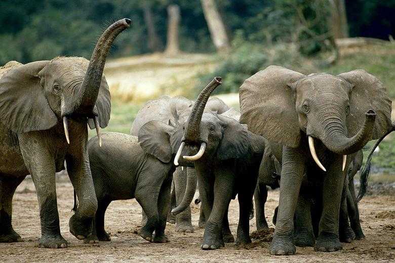 arabuko sokoke elephants.jpg