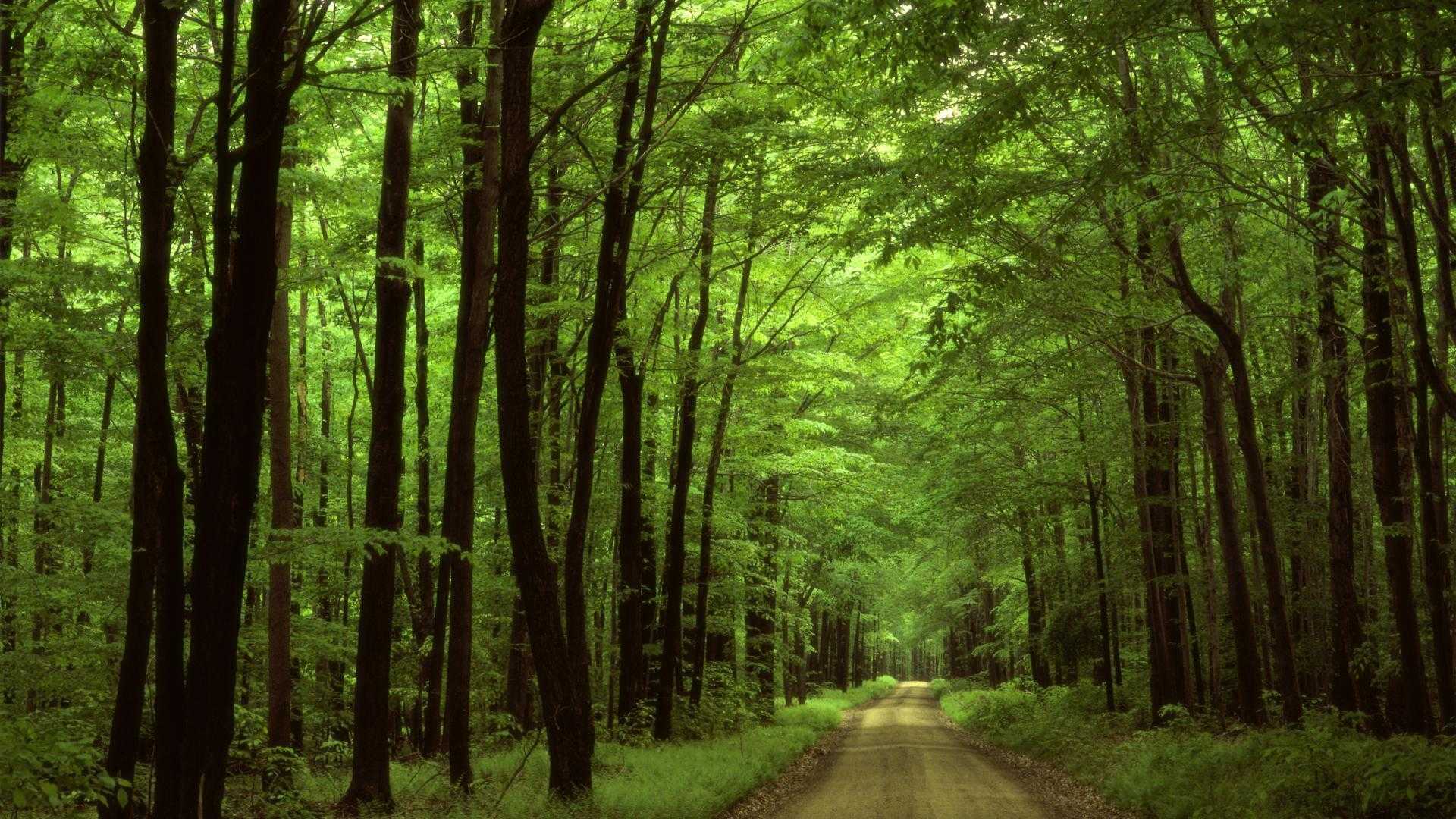 arabuko sokoke forest 2.jpg