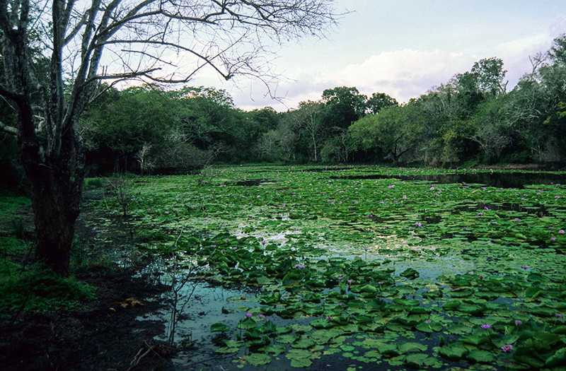 Arabuko-Sokoke-Forest.jpg