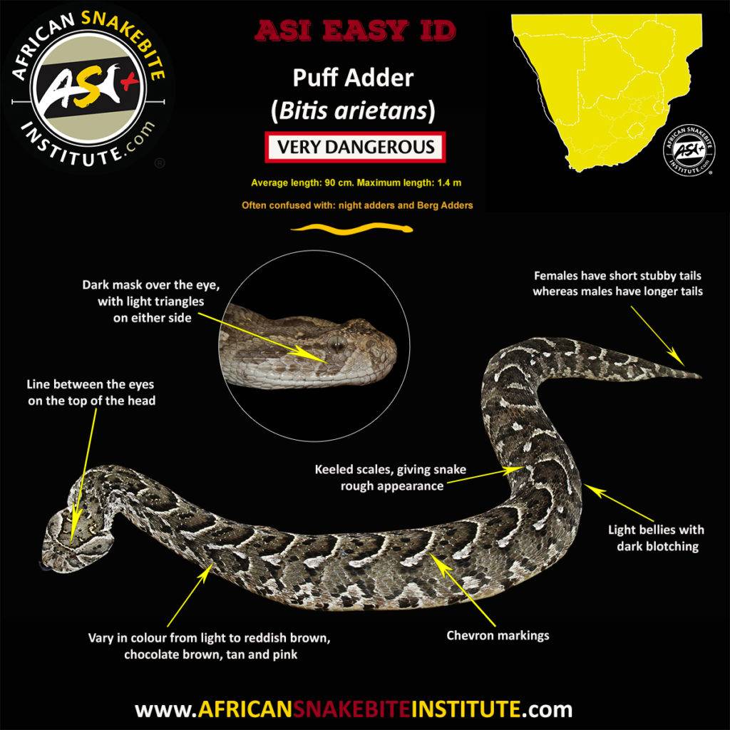 ASI_Easy_ID_Bitis_arietans-1-1024x1024.jpg