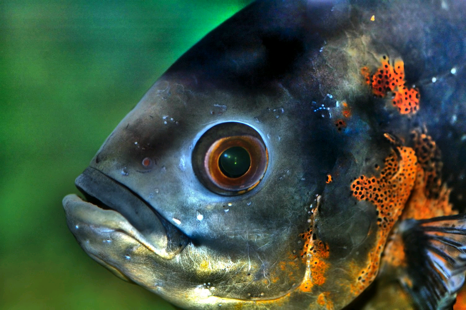 Astronotus_ocellatus_-_closeup_%28aka%29.png