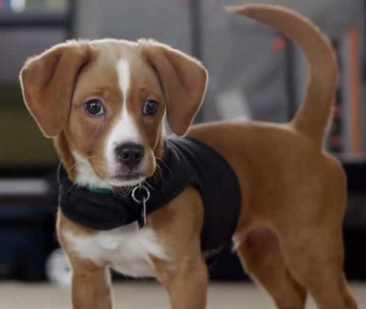 bd2fd306-11.-cheagle-rare-dog-breeds-101dogbreeds-dotcom.jpeg