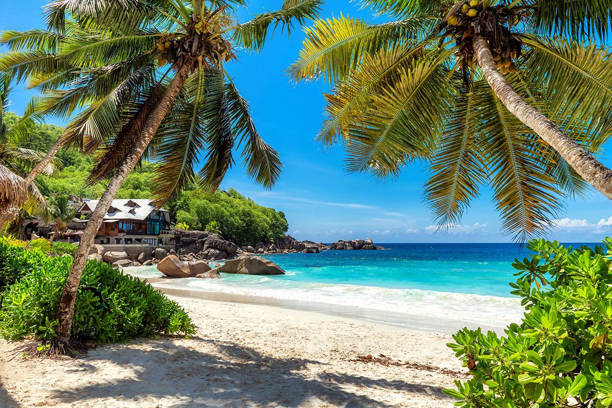 beach-palm-trees_zanzibar.jpg