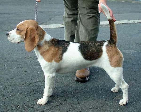 Beagle_600.jpeg