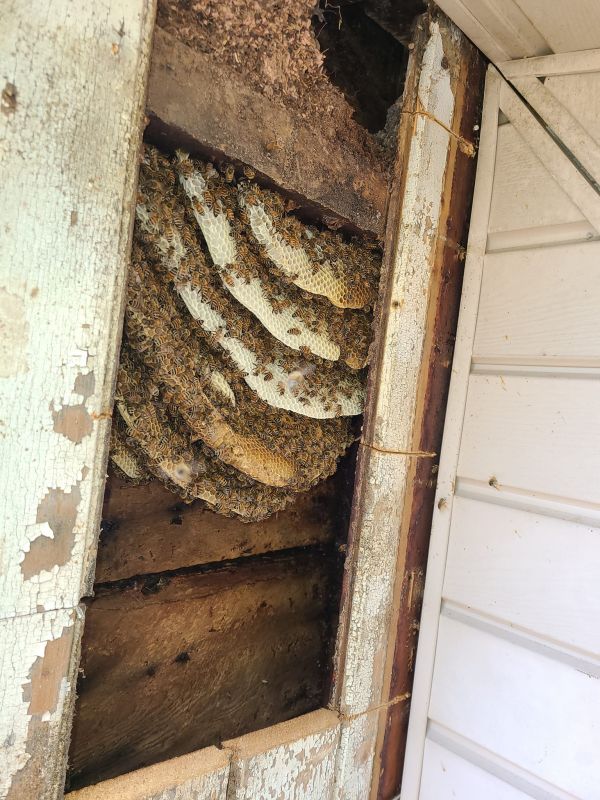 beesinwall.jpg