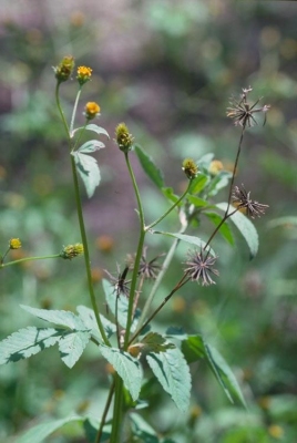 bidens pilosa.jpeg