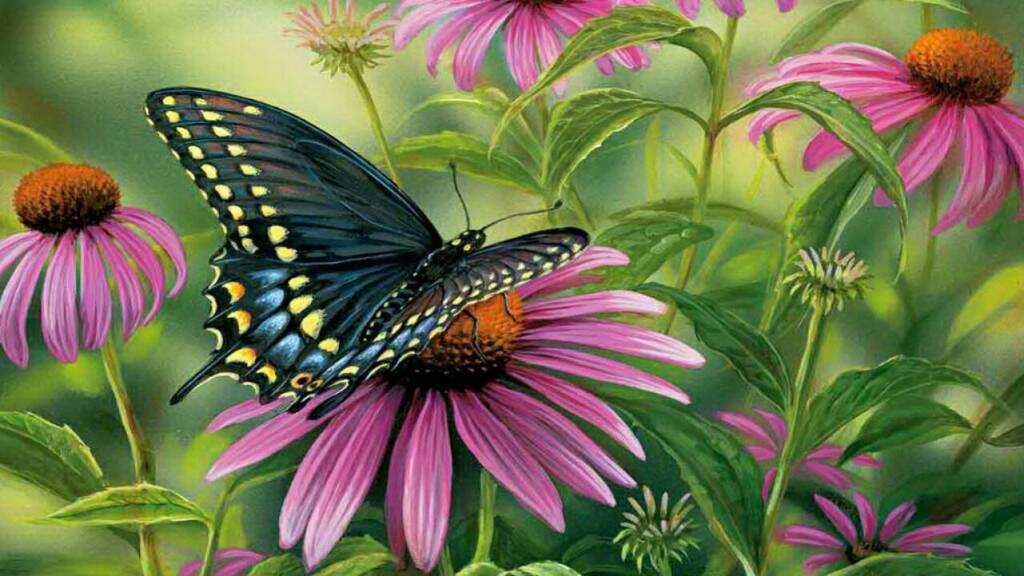 Black%20butterfly-detail.jpeg