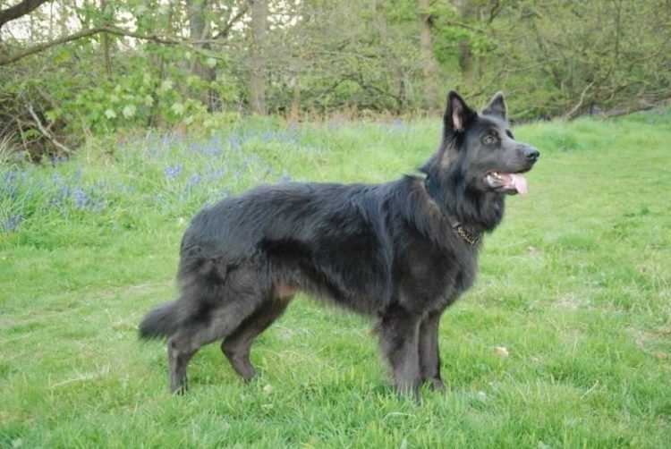 Blue-German-Shepherd-750x502.jpeg