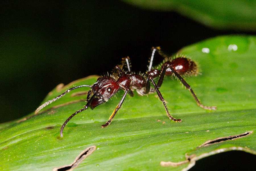 bullet-ant-glove-pain.jpg