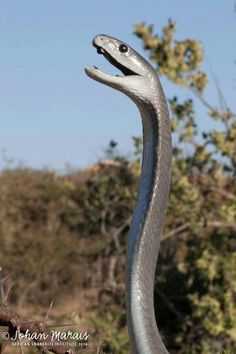 c99f20438154022637e4e93de689e25a--serpenti-black-mamba.jpg