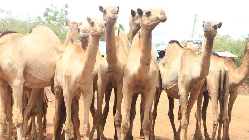 camel.jpg