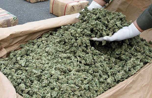 Cannabis-Weed-Uruguay.jpg