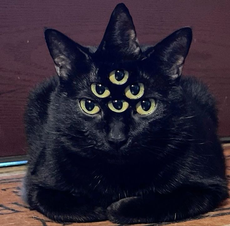 CAT.jpeg