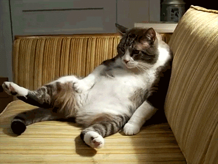 Cat Sitting GIF.gif