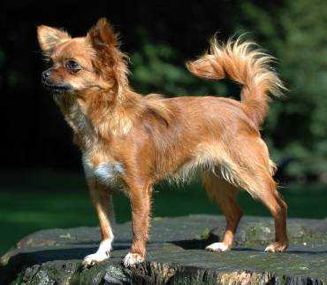 Chihuahua1_bvdb.jpeg