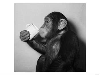 chimp-drinking-tea.jpg