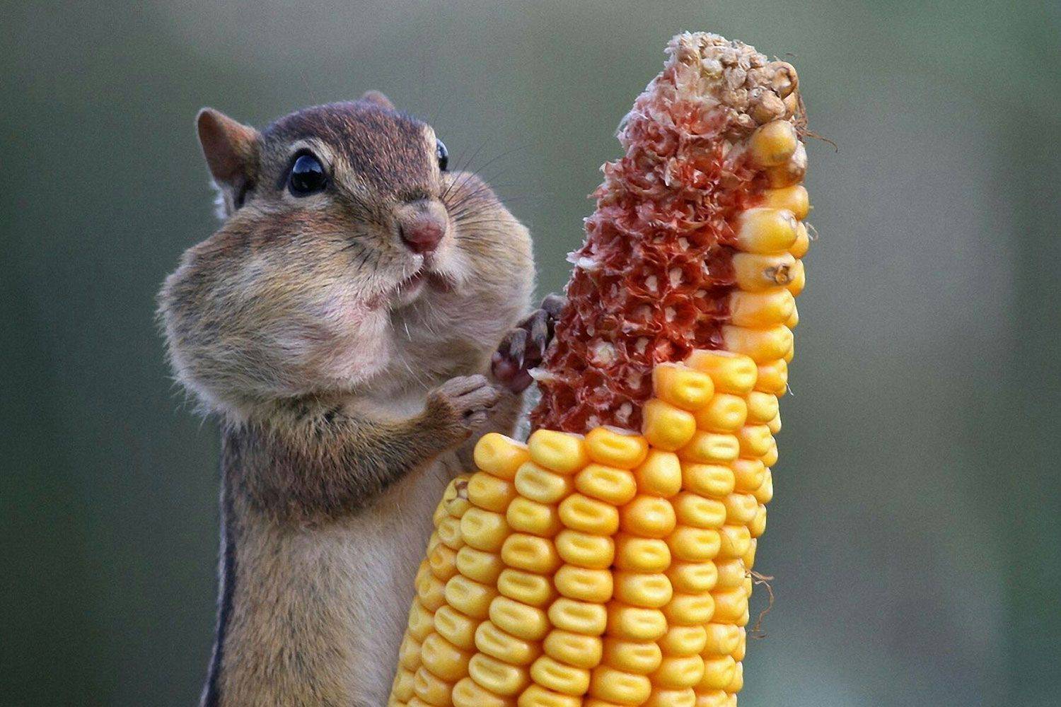 chipmunk-nature-photos-1537973822.jpg