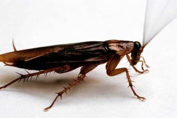 cockroach1.jpg