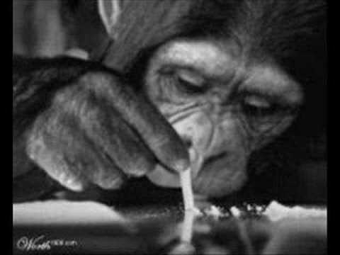 cokemonkey_Snorting_Coke-s480x360-78285.jpg