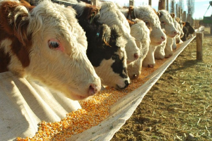 Cows-Digest-Corn-980x640.jpg