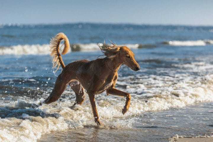 d9d9a81a-18.-saluki-rare-dog-breeds-iheartdogs-dotcom.jpeg