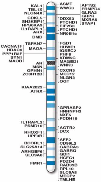 Difference-Between-X-and-Y-Chromosome-1.jpg