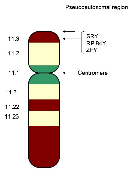 Difference-Between-X-and-Y-Chromosome-2.jpg