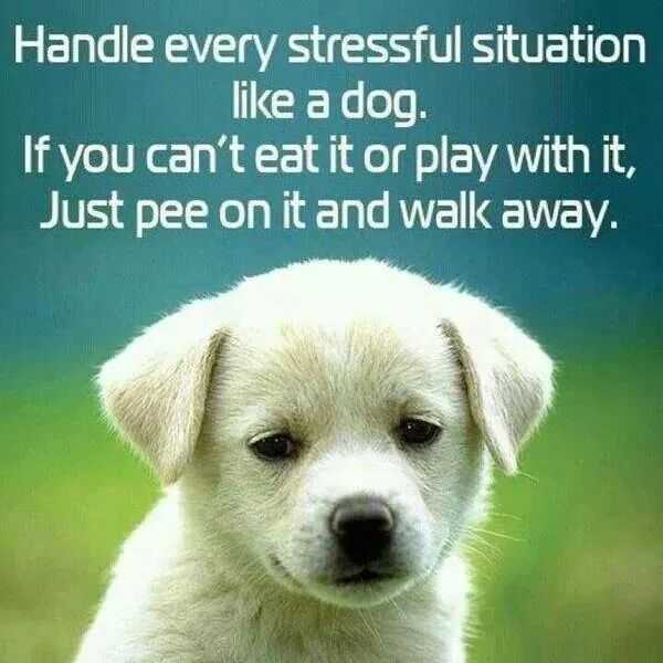 Dog and stress.JPG
