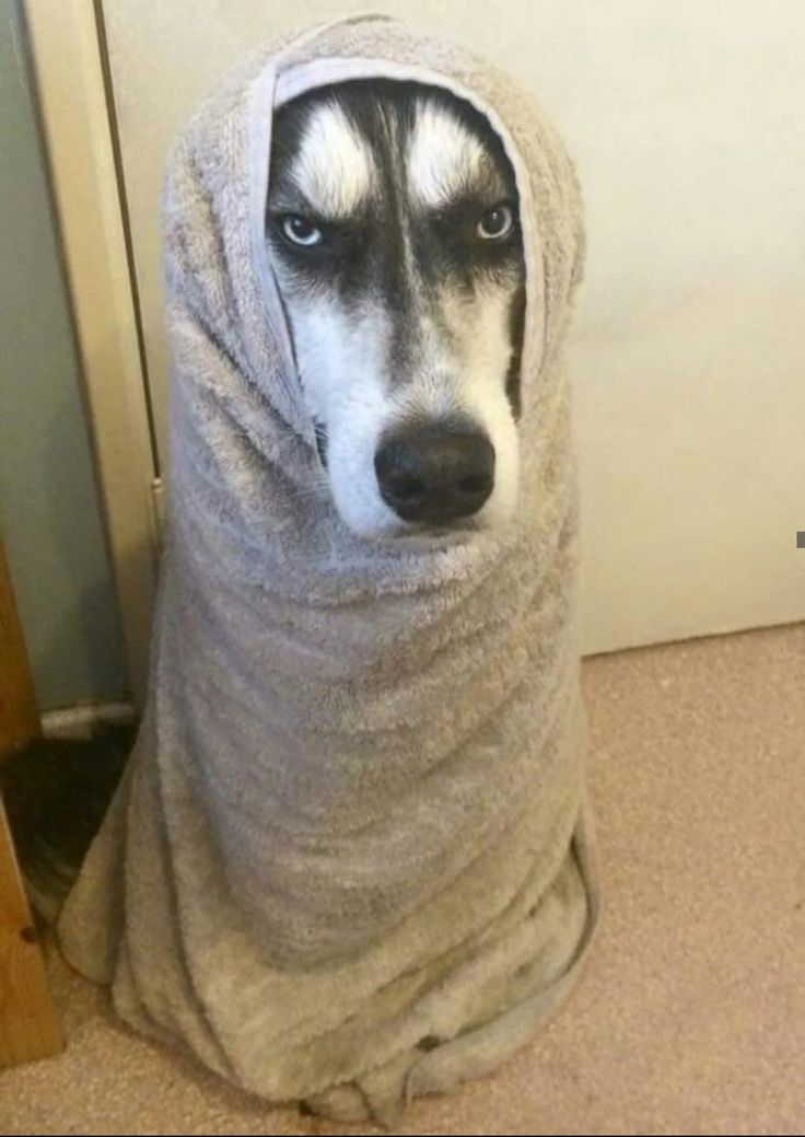Dog.jpeg