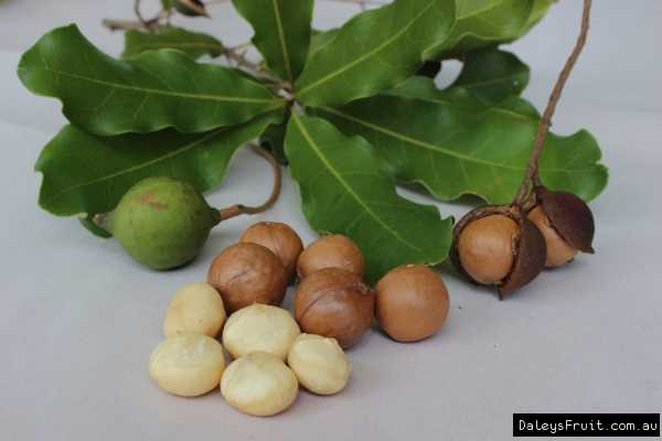 Dwarf-Macadamia-580.jpeg