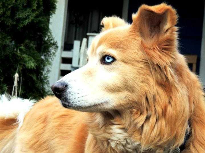 e6702c58-8.-goberian-rare-dog-breeds-dog-breeds-plus-dotcom.jpeg