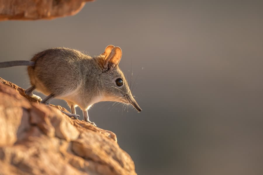 Eastern-rock-elephant-shrew.jpg