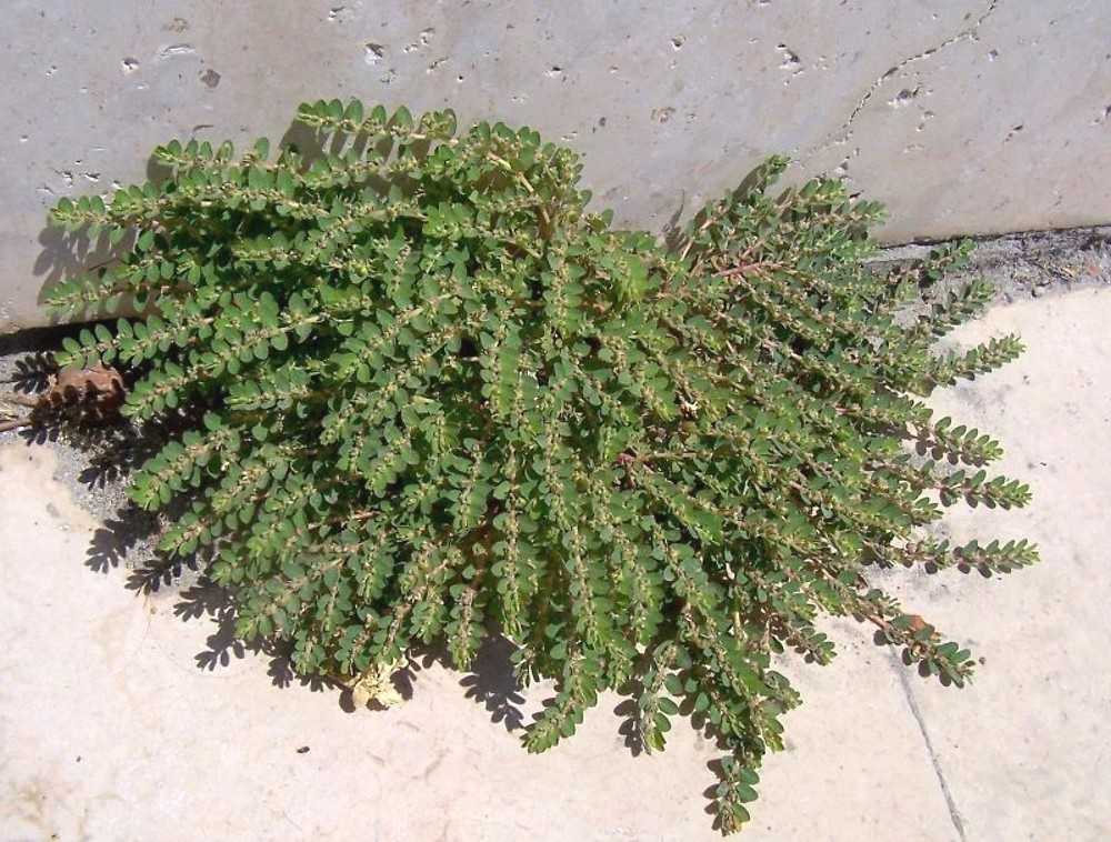 euphorbia-prostrata-ha-lrignanese1.jpg