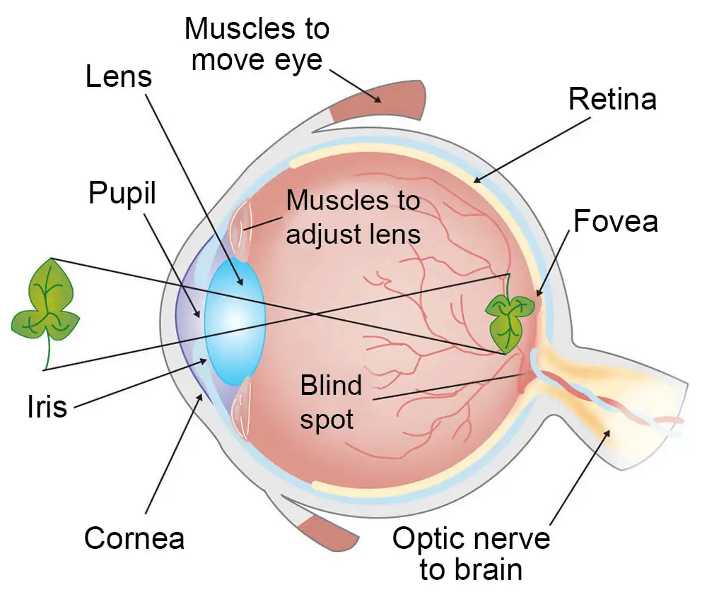 eye-anatomy-1000.webp