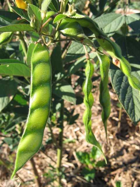 fa60a5e33b5def4ca759dafe5d6ea71b--growing-plants-pigeon.jpg
