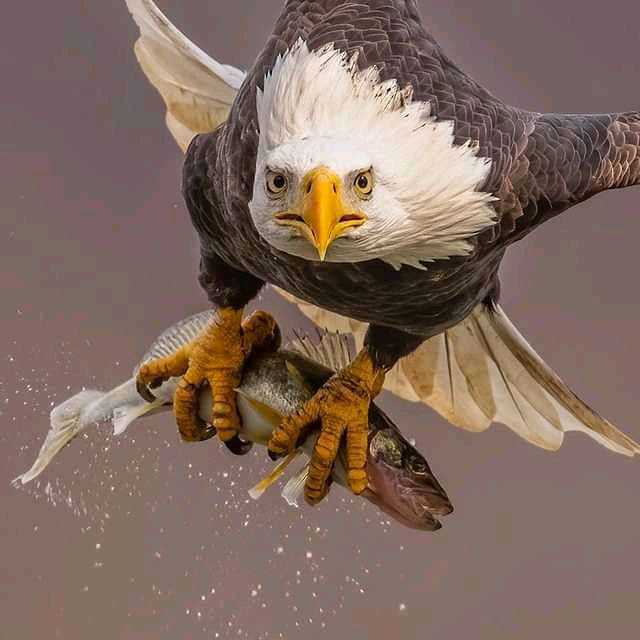 FB_IMG_16207457517648062.jpeg
