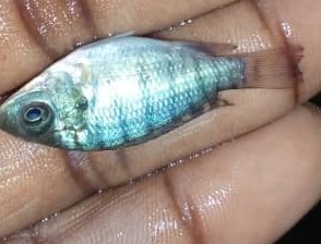 Fingerling 2 sato.jpg
