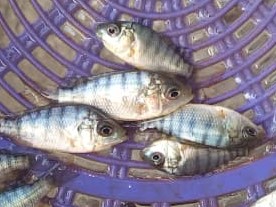 Fingerlings 3 sato.jpg