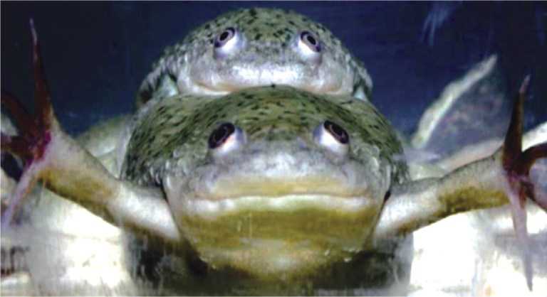 Gay-Frogs.jpg
