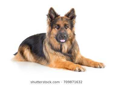 german-shepherd-longhaired-dog-lying-260nw-709871632.jpeg
