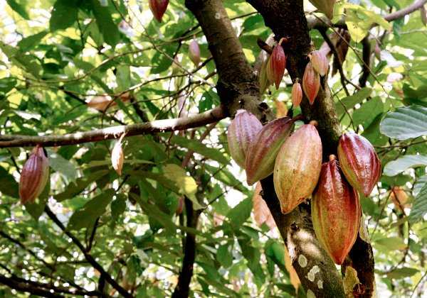 ghana-cocoa-pods-disease.jpg