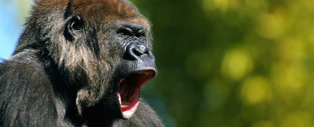gorilla-voice-1_1024.jpg