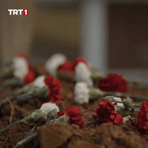 Grave Veda GIF by TRT.gif