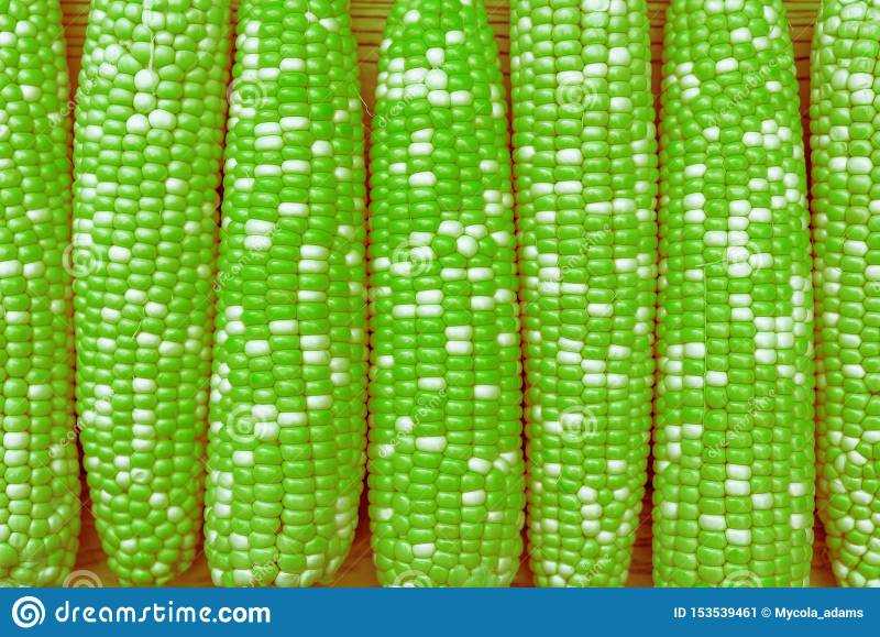 green-corn-gmo-color-maize-concept-background-153539461.jpg